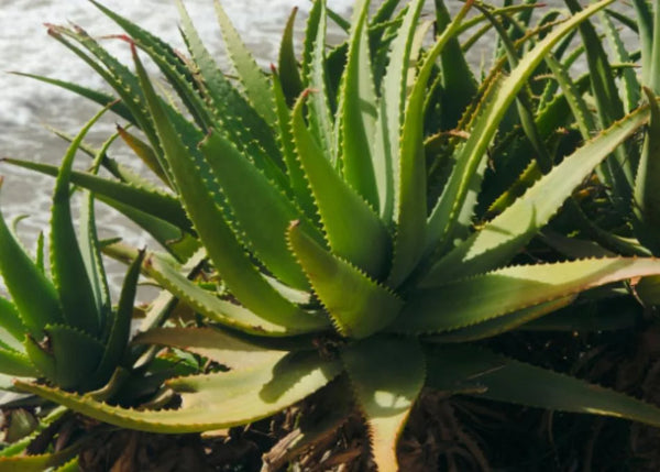 PARIS : Santé – Hydratation, éclat, apaisement avec l’aloe vera